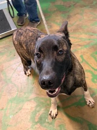 Enlarge Buckwheat 26, a Adoptable mixed breed in Brookhaven, MS image 3/4