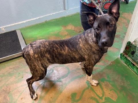 Enlarge Buckwheat 26, a Adoptable mixed breed in Brookhaven, MS image 4/4