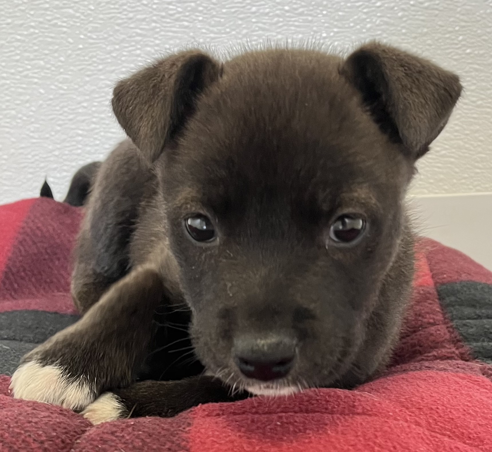 Dog for adoption Wednesday, a German Shepherd Dog Mix in Buffalo, MN