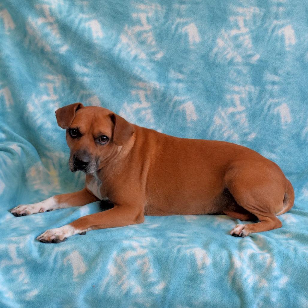 Mabel, Adoptable, Adult Female Beagle & Boxer.