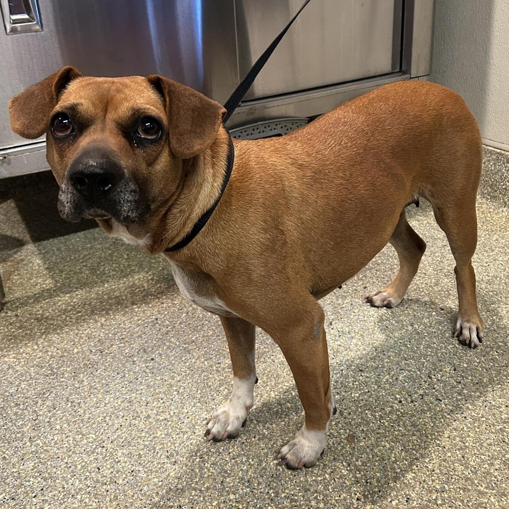 Enlarge Mabel, a Adoptable mixed breed in Eureka, CA image 2/3