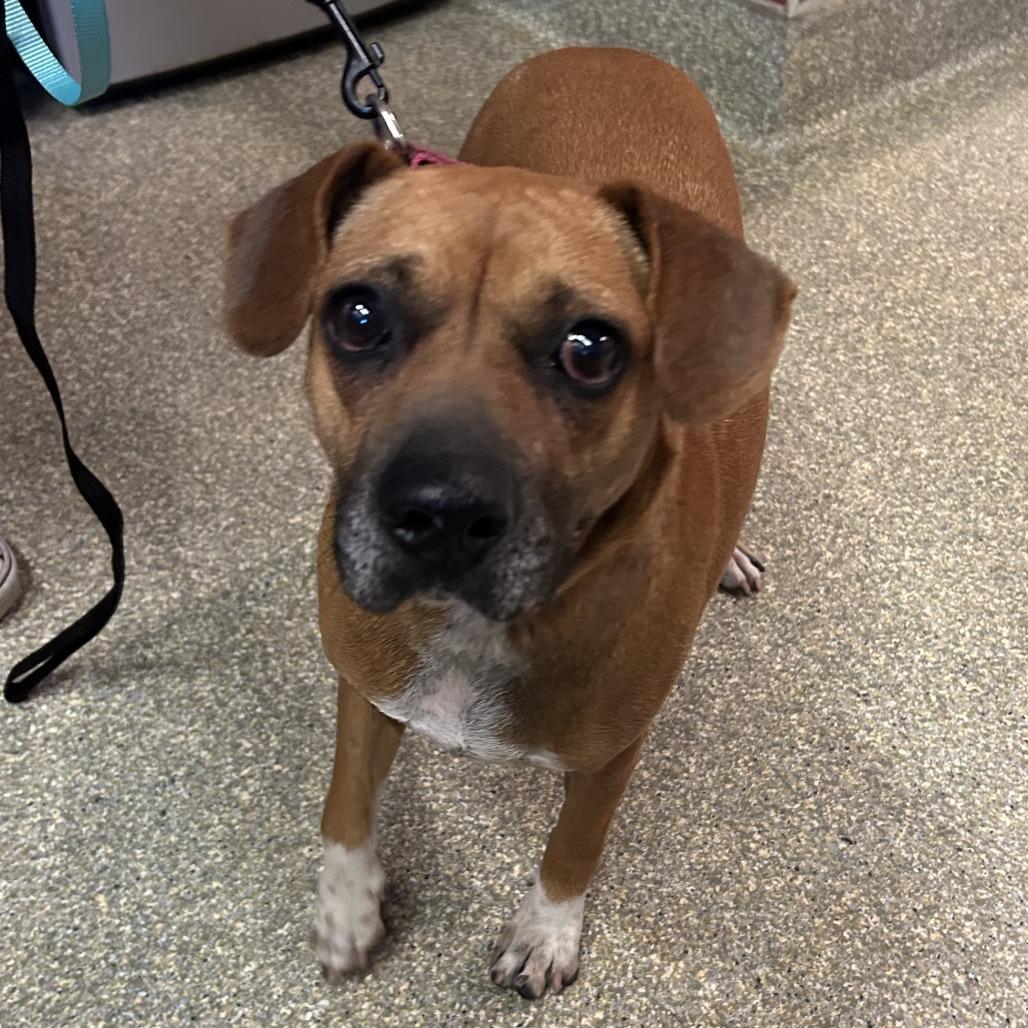 Enlarge Mabel, a Adoptable mixed breed in Eureka, CA image 3/3