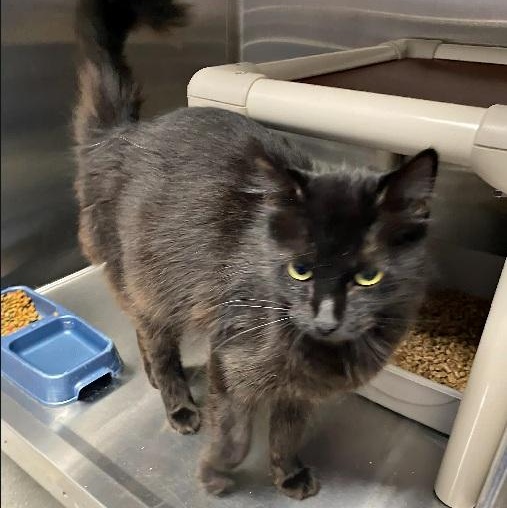 Elsa, ADOPTABLE, Adult Female Domestic Long Hair.