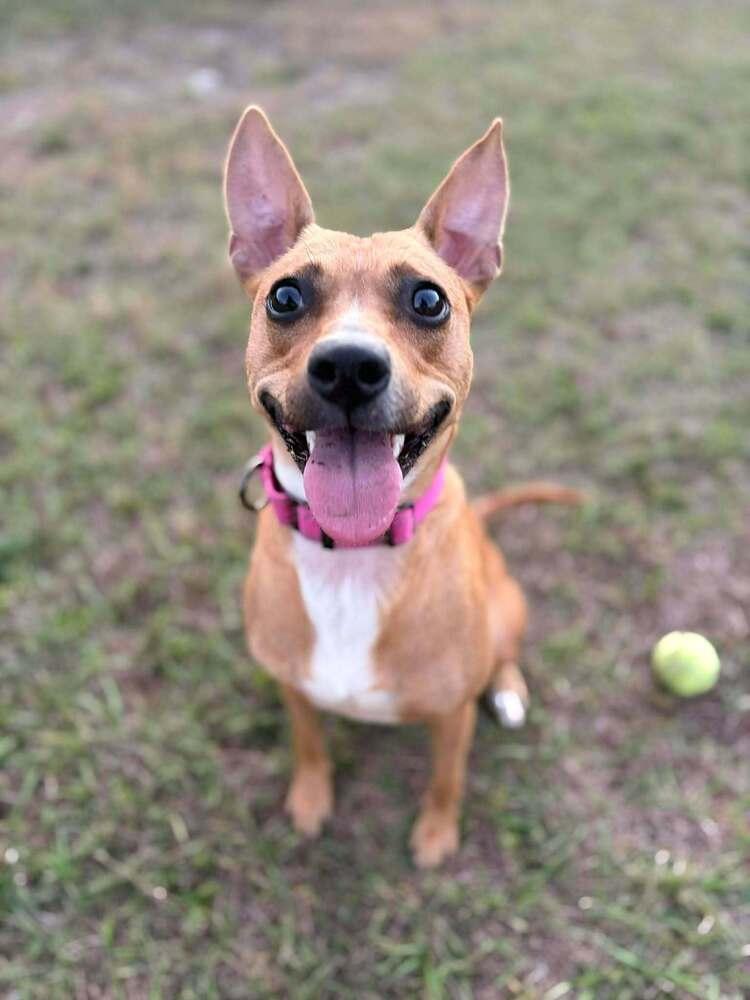 Enlarge Fiesta (Star), a Adoptable mixed breed in Seminole, FL image 1/6