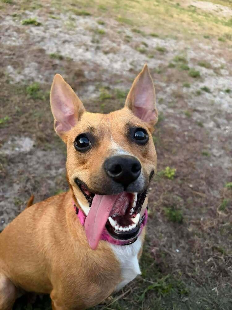Enlarge Fiesta (Star), a Adoptable mixed breed in Seminole, FL image 2/6