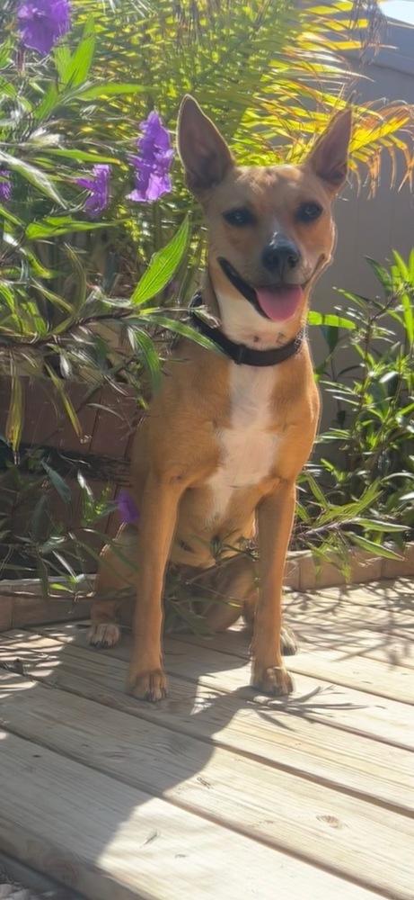Enlarge Fiesta (Star), a Adoptable mixed breed in Seminole, FL image 2/6