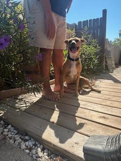 Enlarge Fiesta (Star), a Adoptable mixed breed in Seminole, FL image 3/6