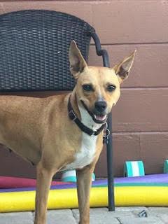 Enlarge Fiesta (Star), a Adoptable mixed breed in Seminole, FL image 5/6