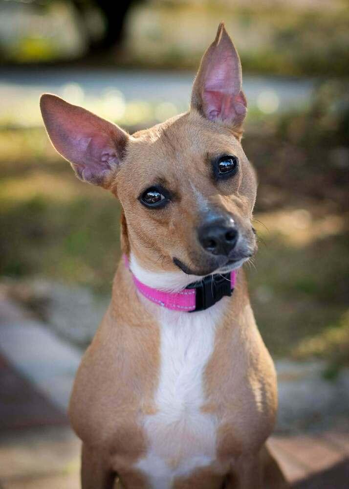 Enlarge Fiesta (Star), a Adoptable mixed breed in Seminole, FL image 2/6
