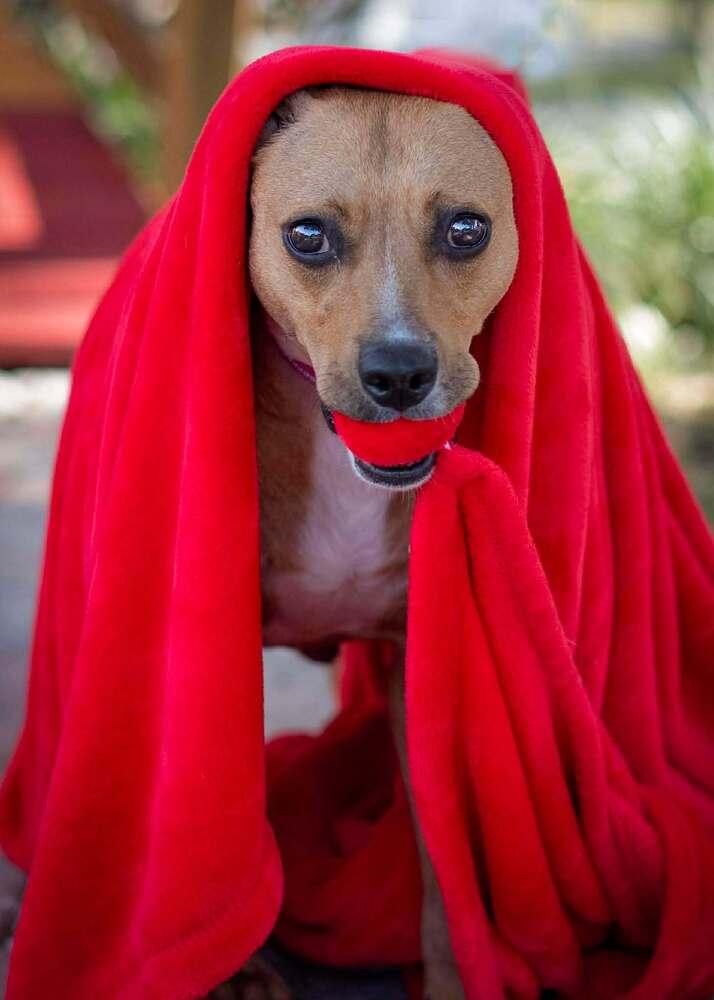 Enlarge Fiesta (Star), a Adoptable mixed breed in Seminole, FL image 6/6