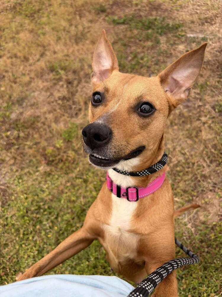 Enlarge Fiesta (Star), a Adoptable mixed breed in Seminole, FL image 4/6