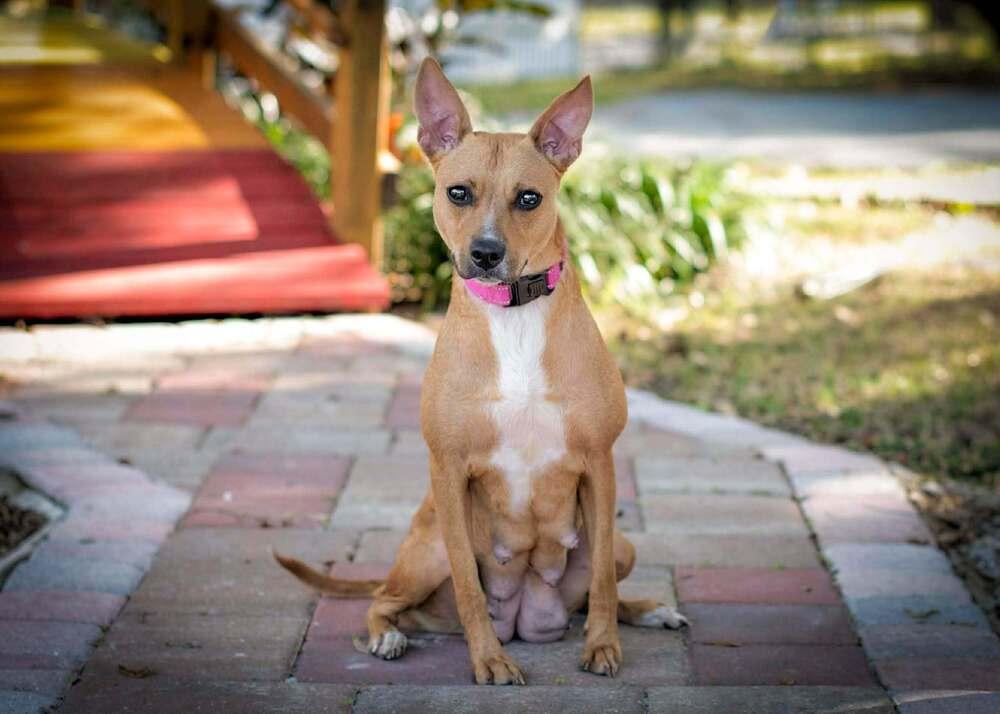 Enlarge Fiesta (Star), a Adoptable mixed breed in Seminole, FL image 5/6