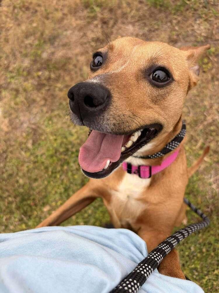 Enlarge Fiesta (Star), a Adoptable mixed breed in Seminole, FL image 6/6