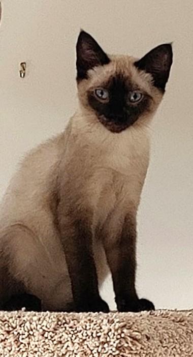 Nina, Adopted, Young Female Domestic Short Hair & Siamese.