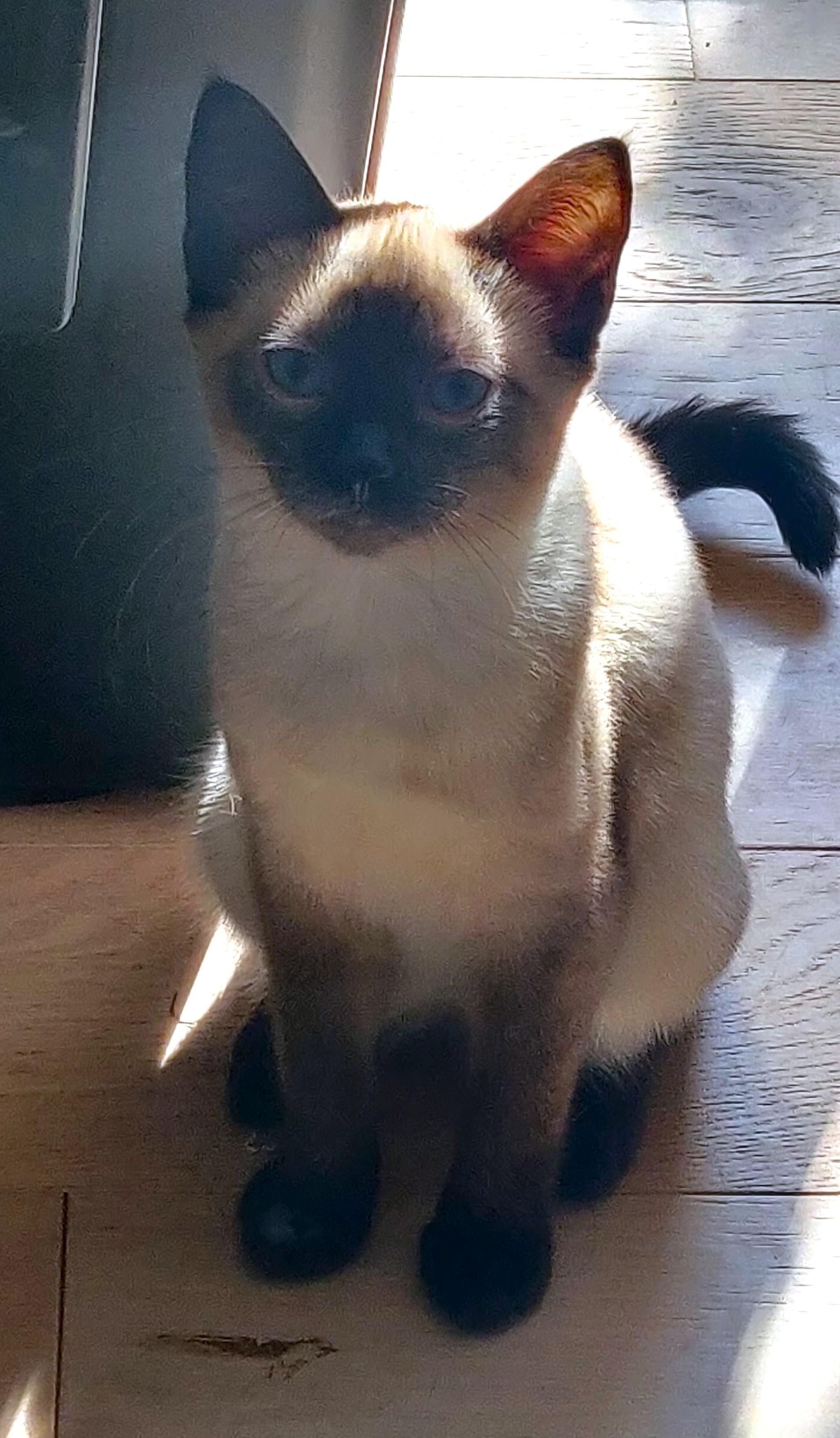 Nina, a Adopted mixed breed in Saanichton, BC image 2/5