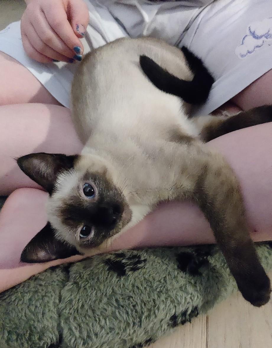 Nina, a Adopted mixed breed in Saanichton, BC image 3/5