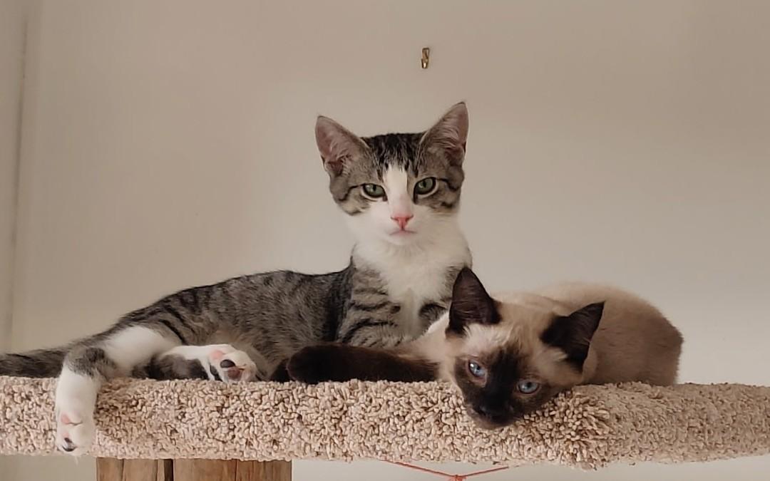 Nina, a Adopted mixed breed in Saanichton, BC image 4/5