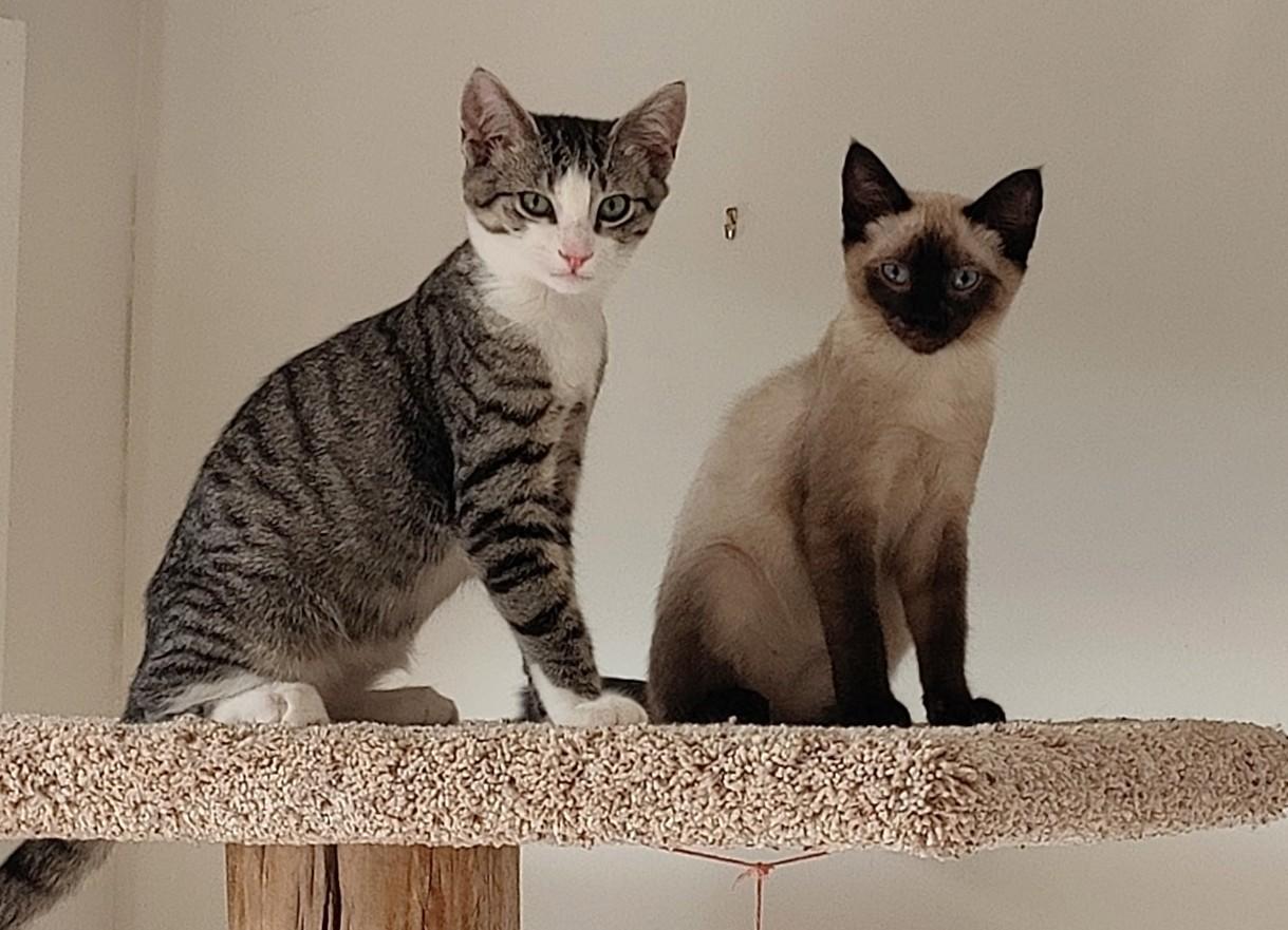 Nina, a Adopted mixed breed in Saanichton, BC image 5/5