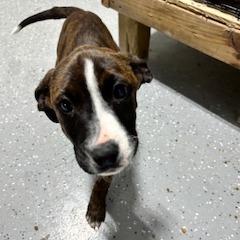 Enlarge Gustabo, a Adoptable mixed breed in Grinnell, IA image 1/5