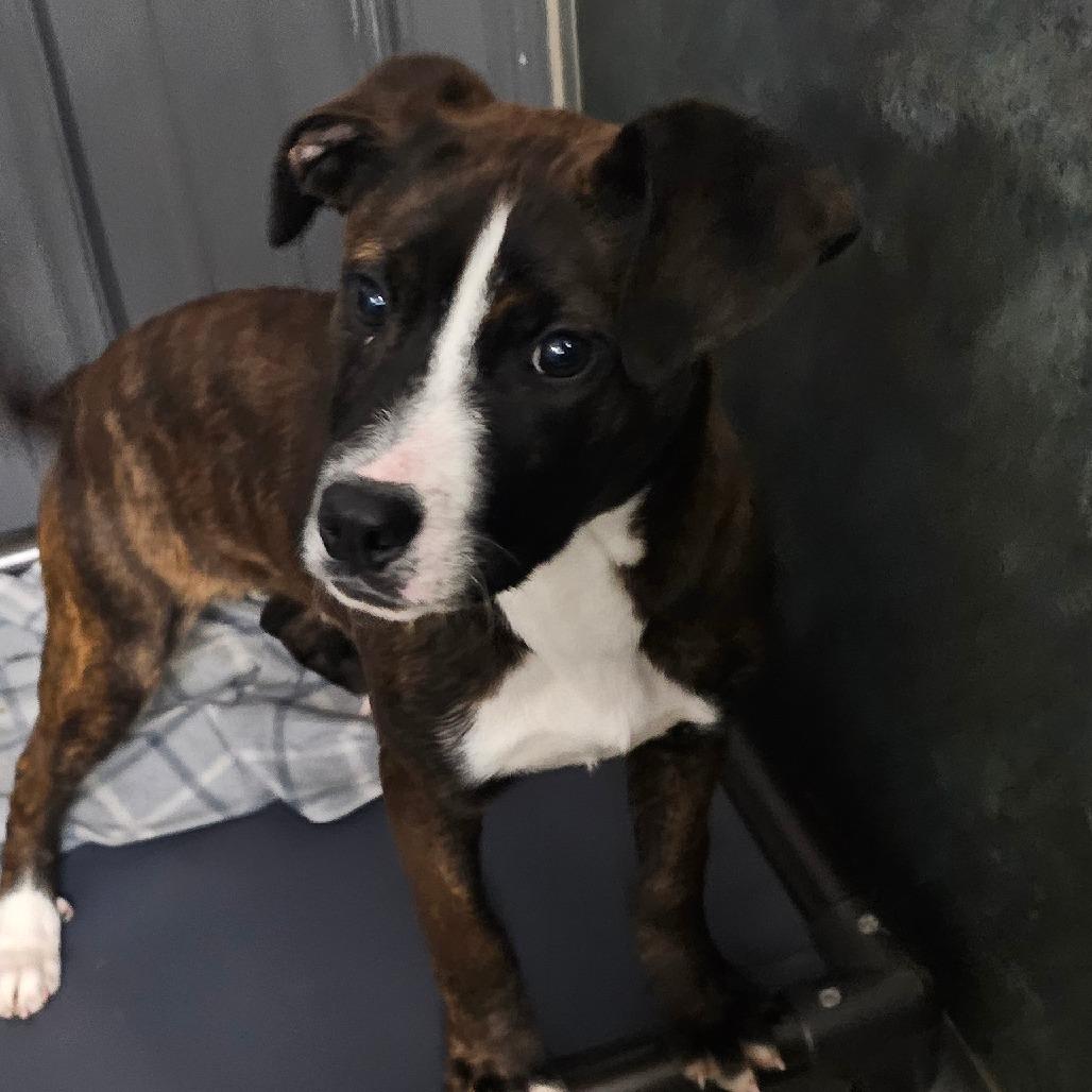 Enlarge Gustabo, a Adoptable mixed breed in Grinnell, IA image 2/5