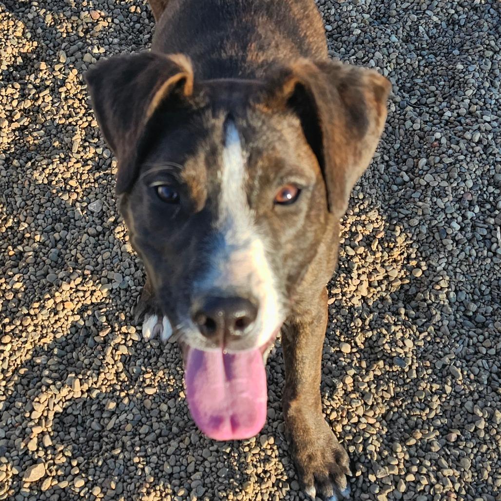 Enlarge Gustabo, a Adoptable mixed breed in Grinnell, IA image 3/5