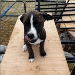 Enlarge Gustabo, a Adoptable mixed breed in Grinnell, IA image 4/5