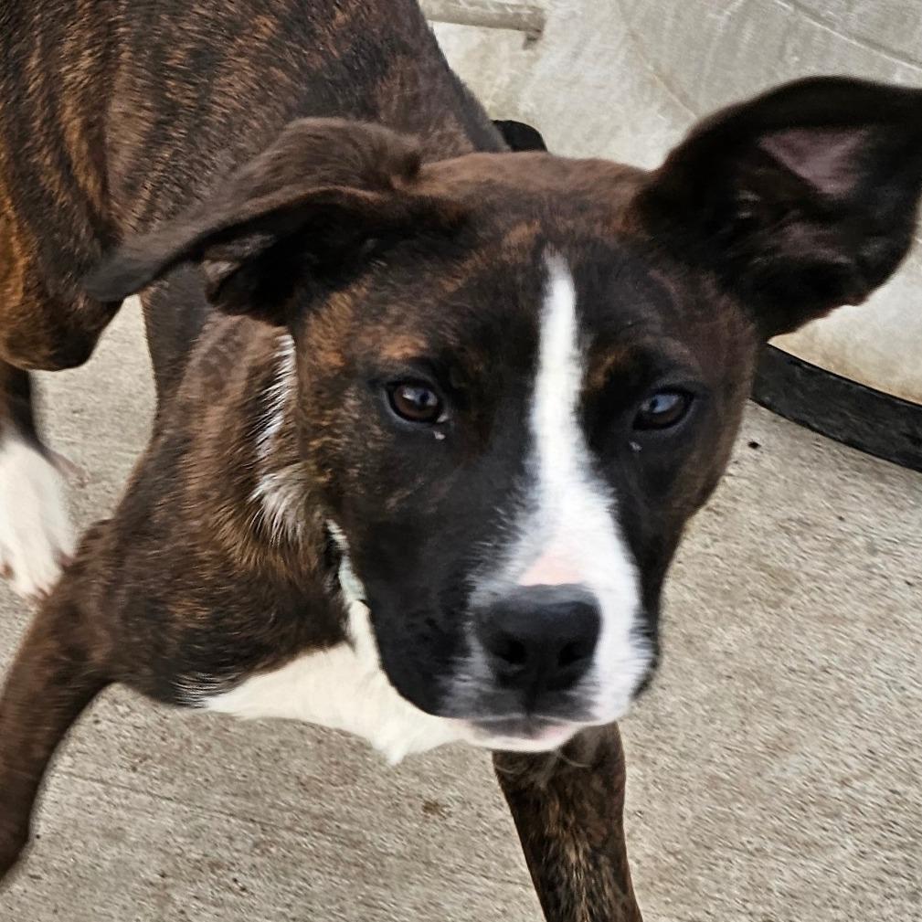 Enlarge Gustabo, a Adoptable mixed breed in Grinnell, IA image 5/5