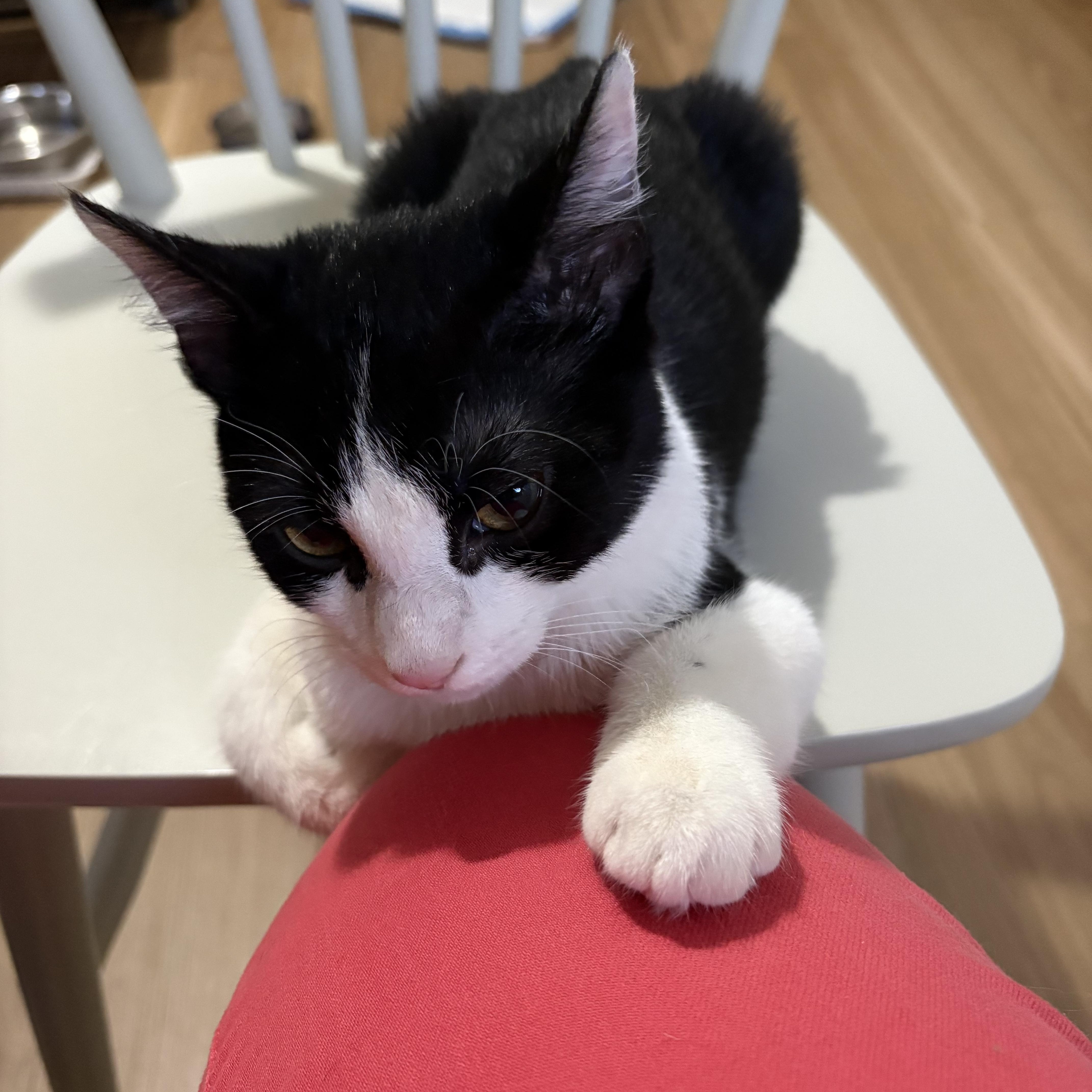 Enlarge Picasso, a ADOPTABLE Domestic Short Hair in Jersey City, NJ image 3/6