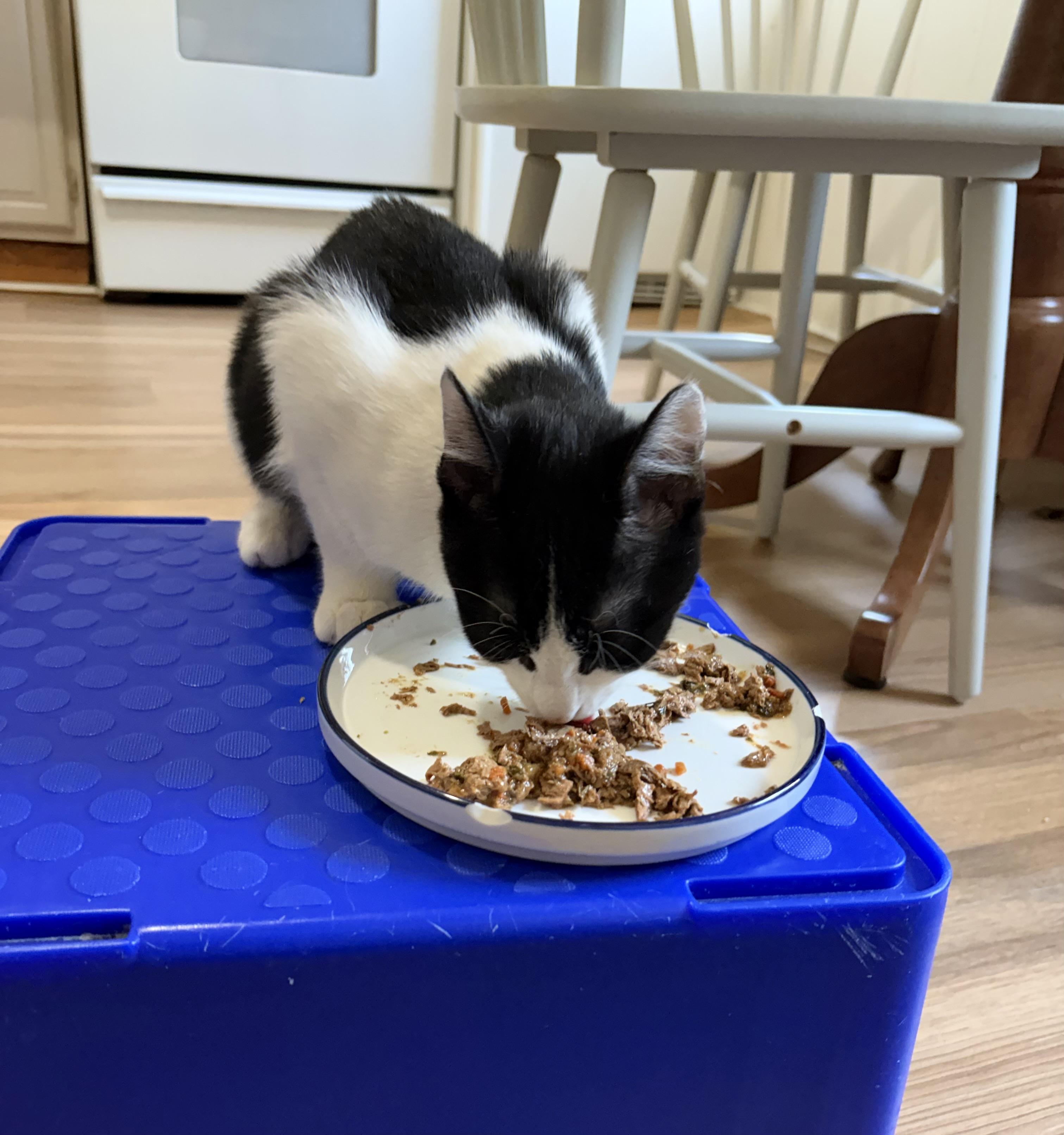 Enlarge Picasso, a ADOPTABLE Domestic Short Hair in Jersey City, NJ image 2/6