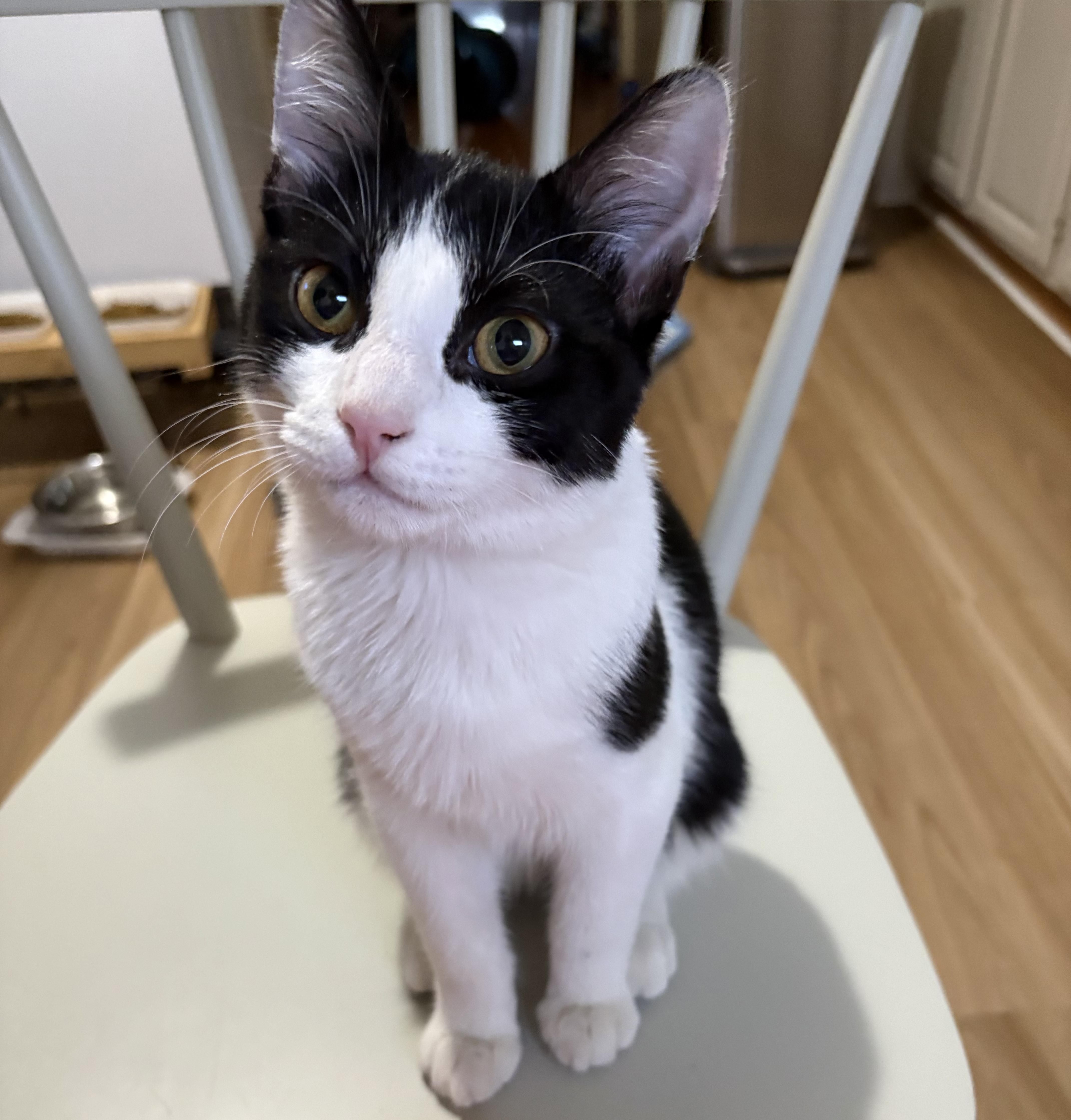 Enlarge Picasso, a ADOPTABLE Domestic Short Hair in Jersey City, NJ image 1/6
