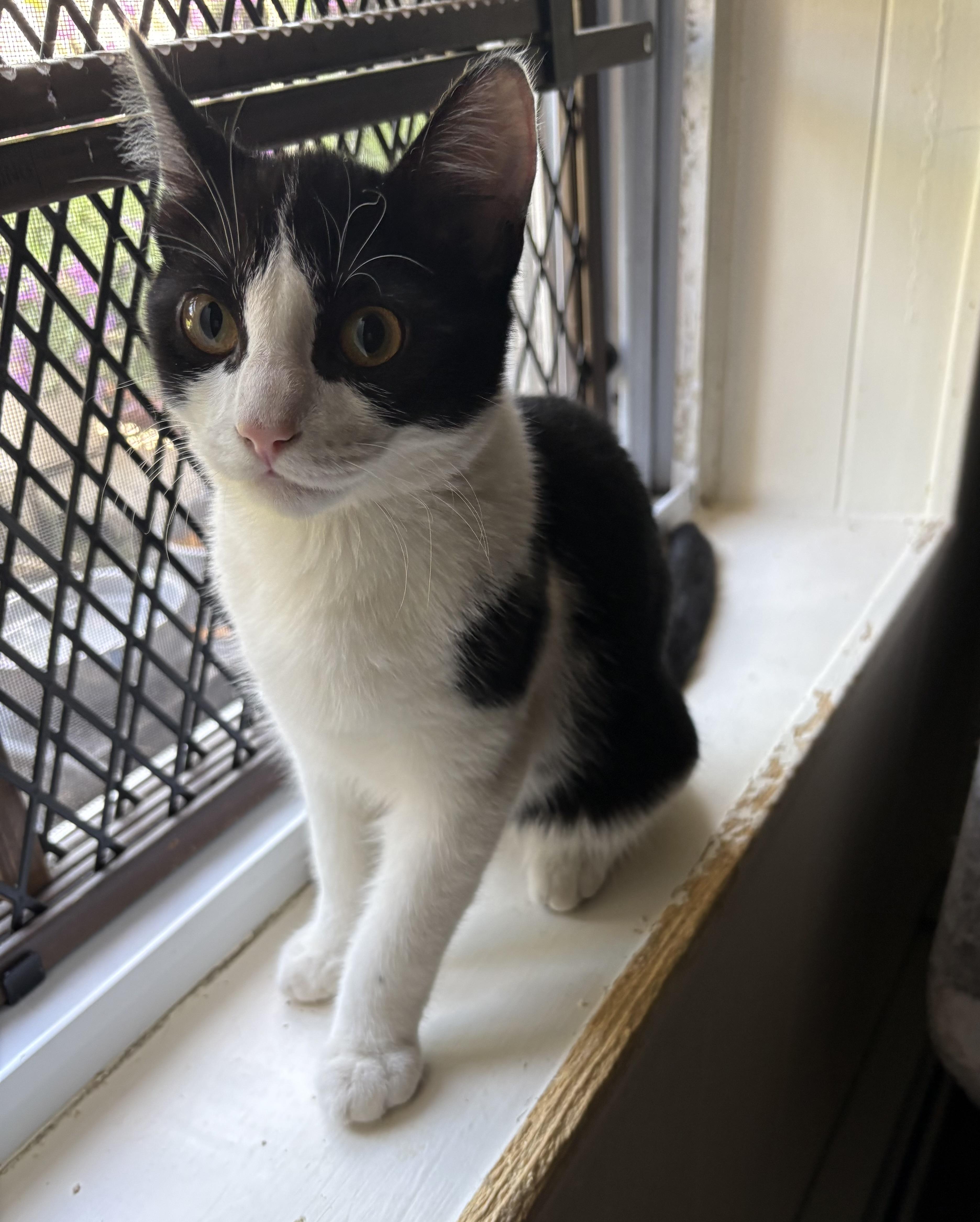 Enlarge Picasso, a ADOPTABLE Domestic Short Hair in Jersey City, NJ image 5/6