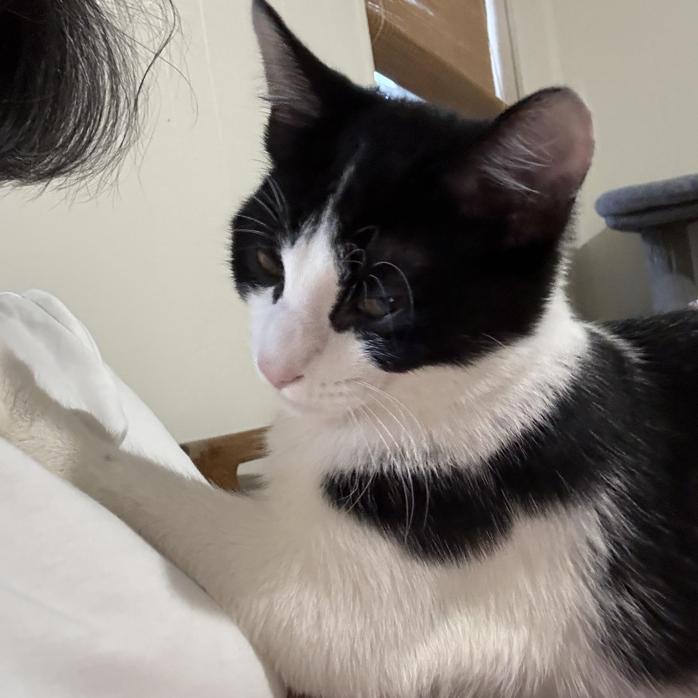 Enlarge Picasso, a ADOPTABLE Domestic Short Hair in Jersey City, NJ image 6/6