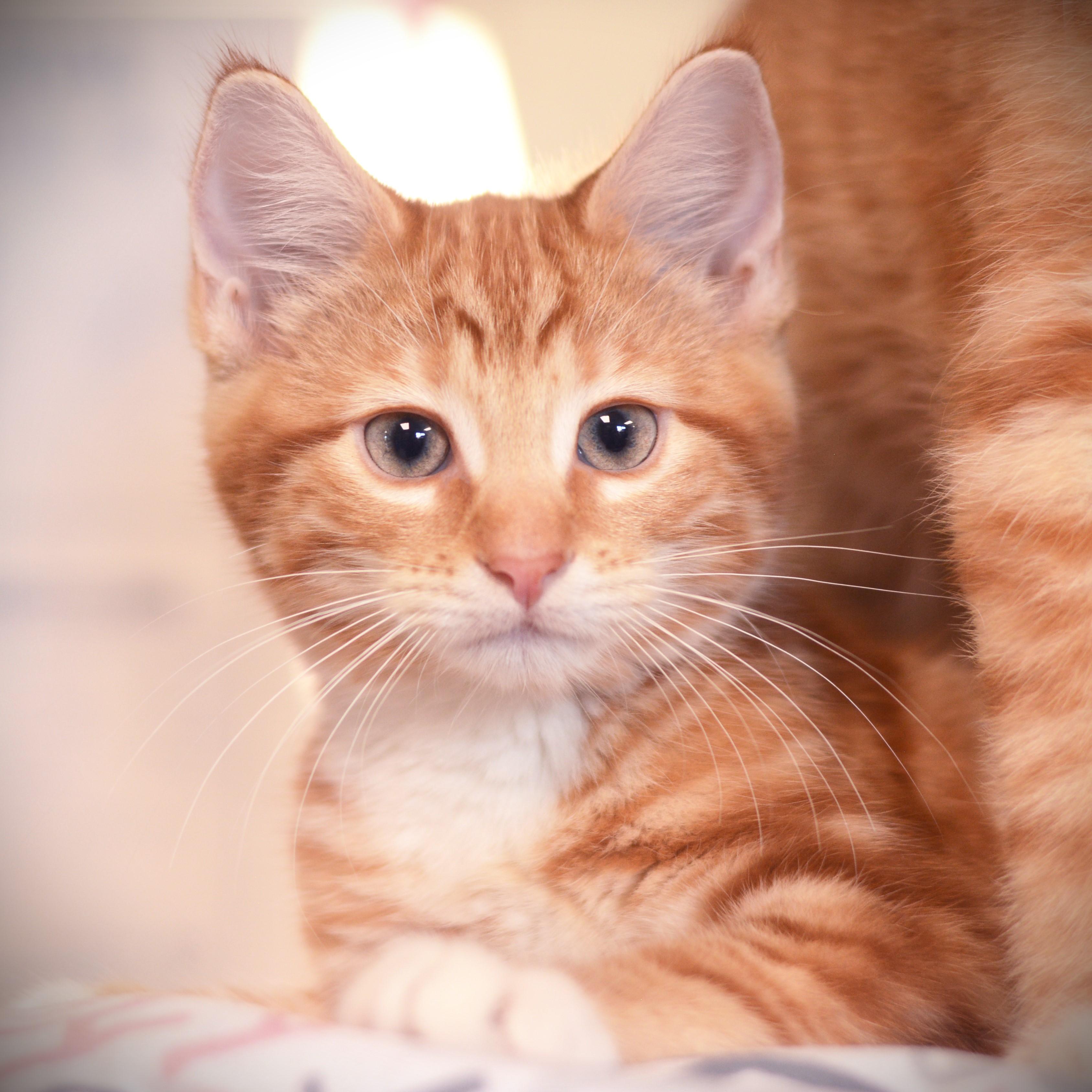 Beverly, an adopted Domestic Short Hair in Amsterdam, NY image 1/2
