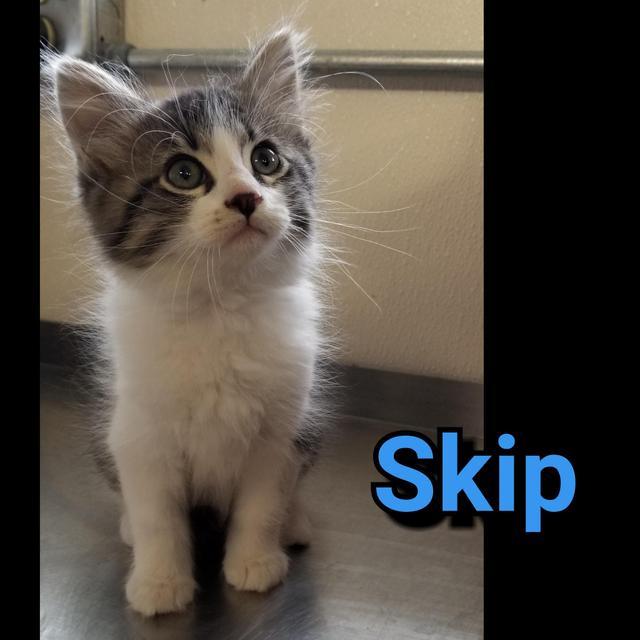 Skip, Adopted, Adult Male Domestic Long Hair.