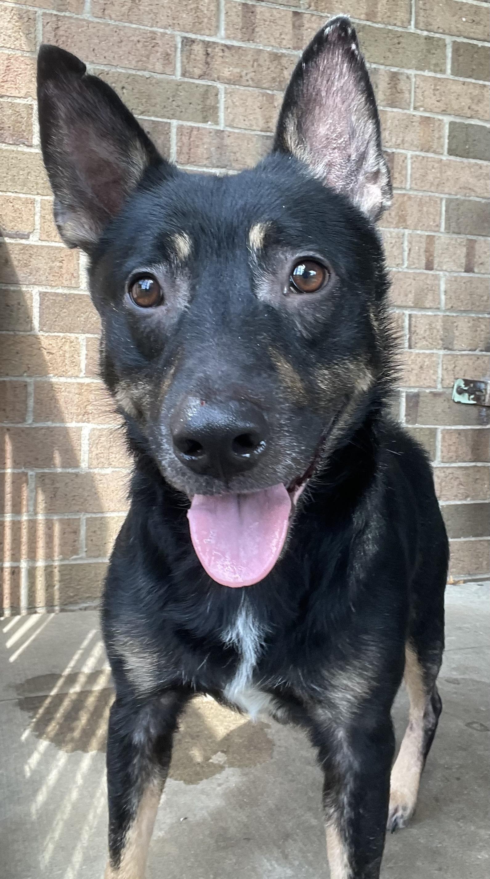 Enlarge Bruce AVAILABLE, a Adoptable mixed breed in Canton, OH image 1/6