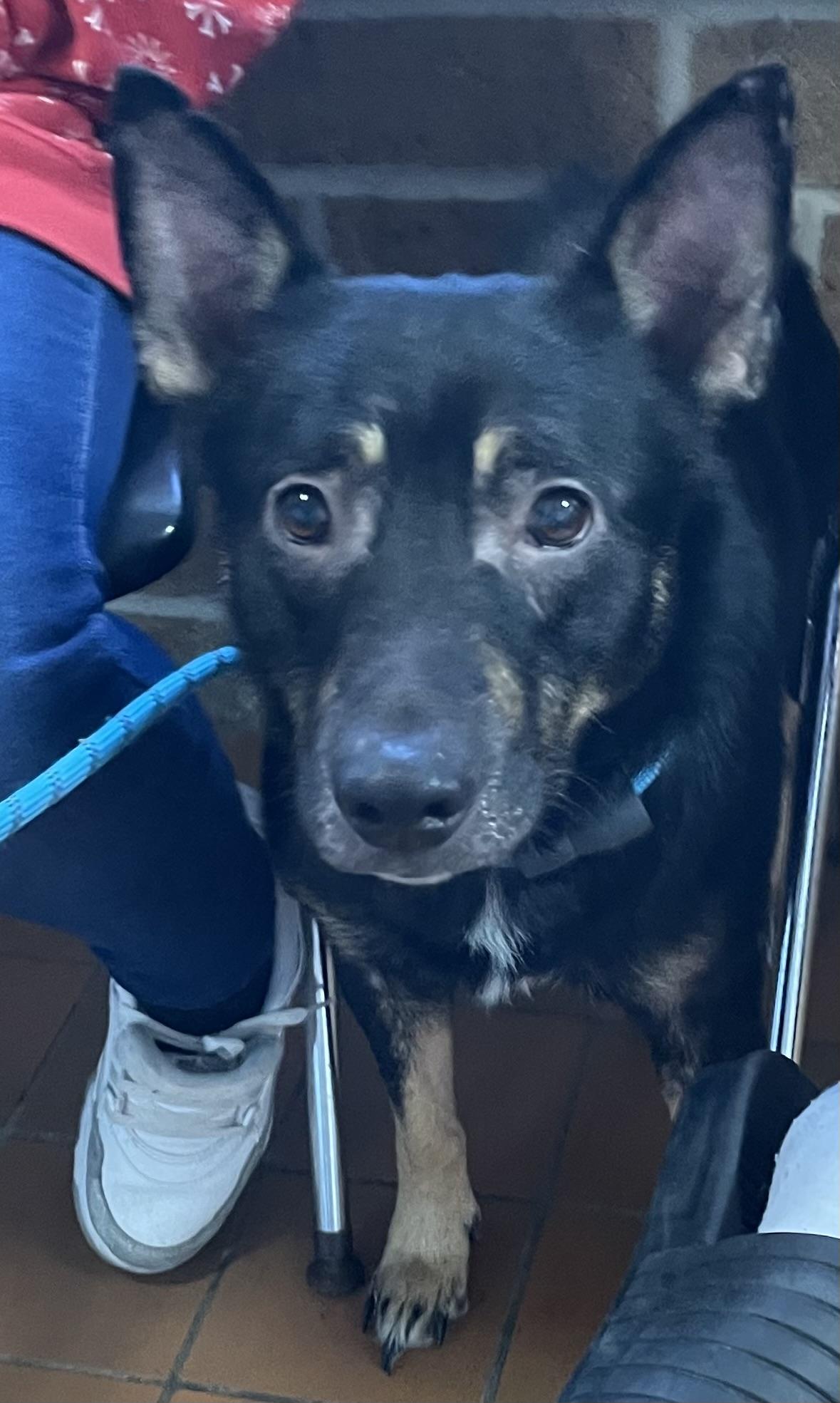 Enlarge Bruce AVAILABLE, a Adoptable mixed breed in Canton, OH image 3/6