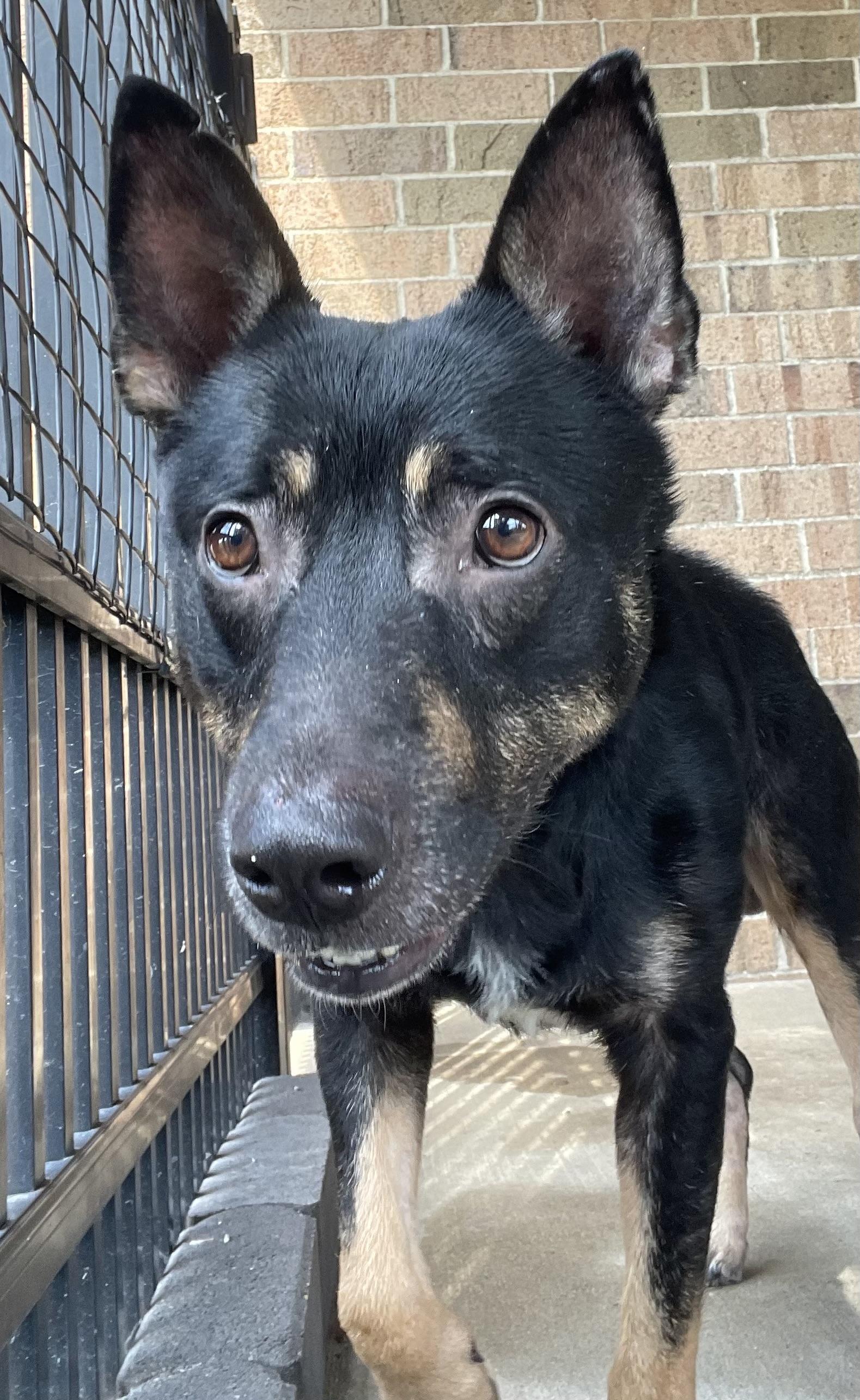Enlarge Bruce AVAILABLE, a Adoptable mixed breed in Canton, OH image 4/6