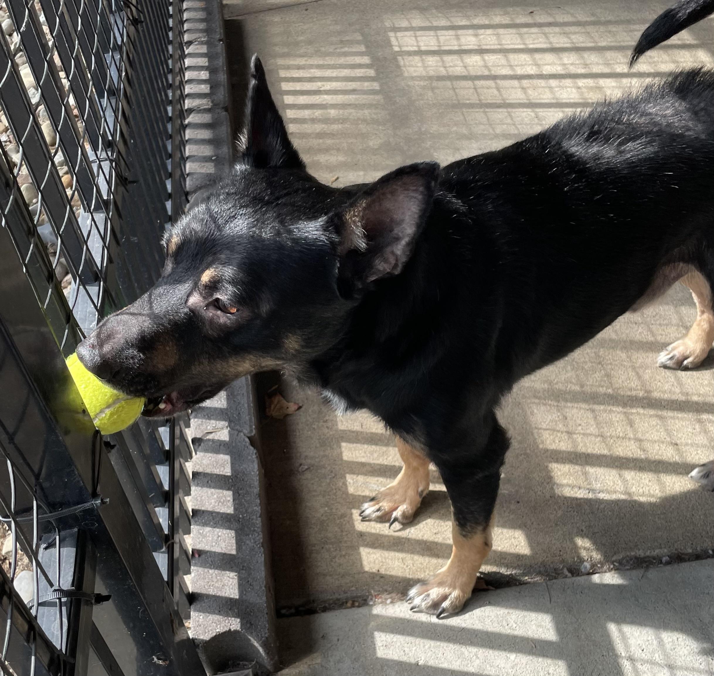 Enlarge Bruce AVAILABLE, a Adoptable mixed breed in Canton, OH image 6/6