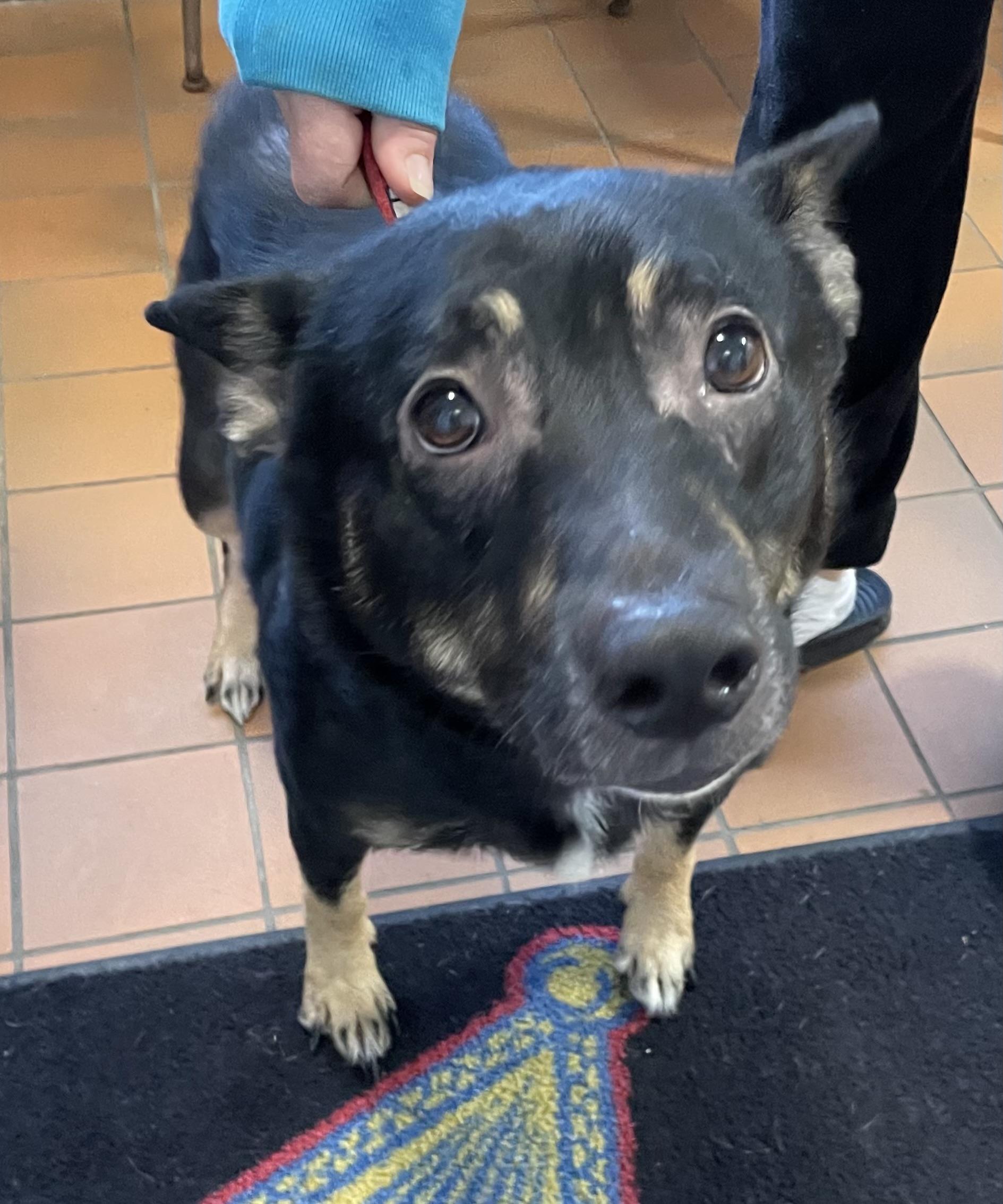 Enlarge Bruce AVAILABLE, a Adoptable mixed breed in Canton, OH image 2/6