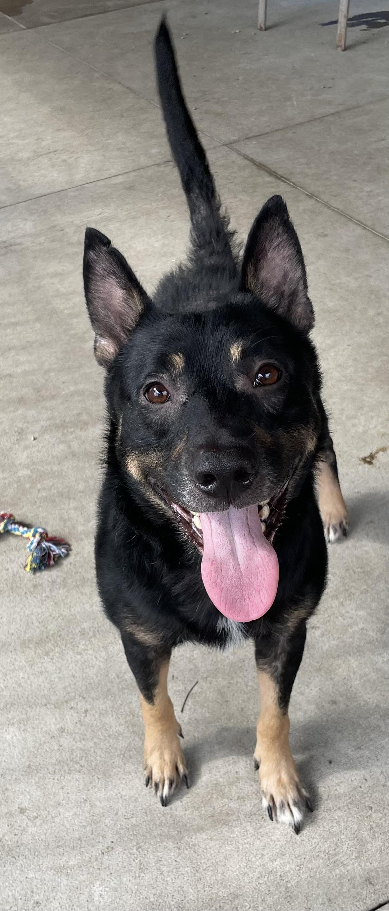 Enlarge Bruce AVAILABLE, a Adoptable mixed breed in Canton, OH image 5/6