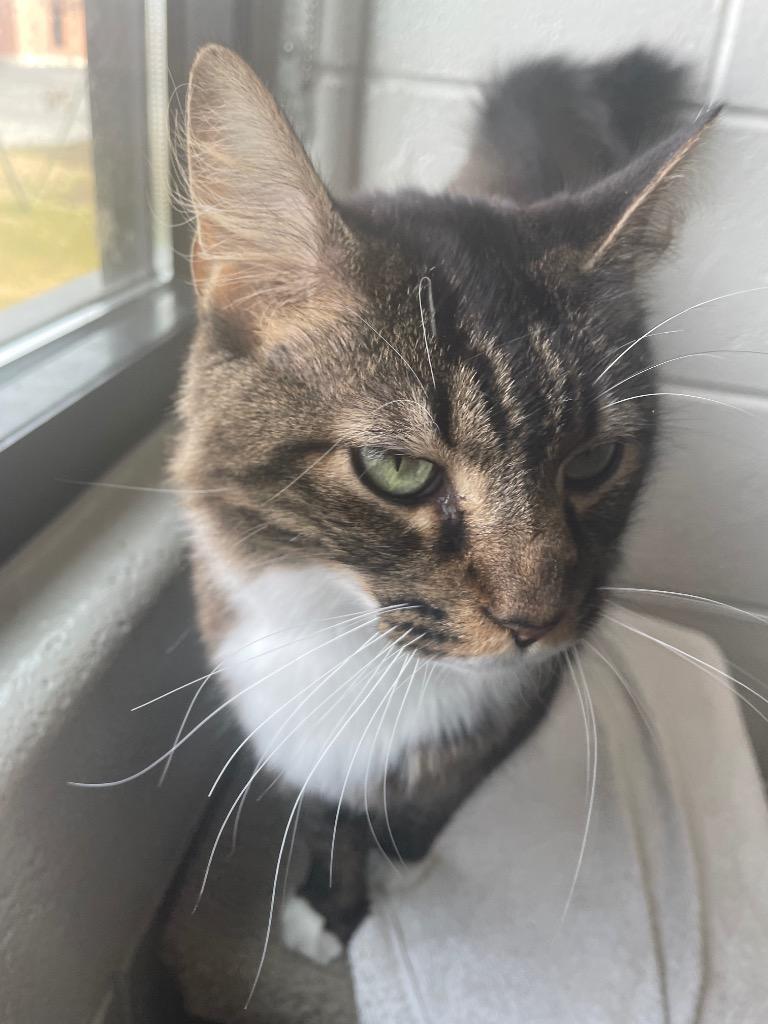 Cherokee, Adoptable, Adult Male Domestic Long Hair.