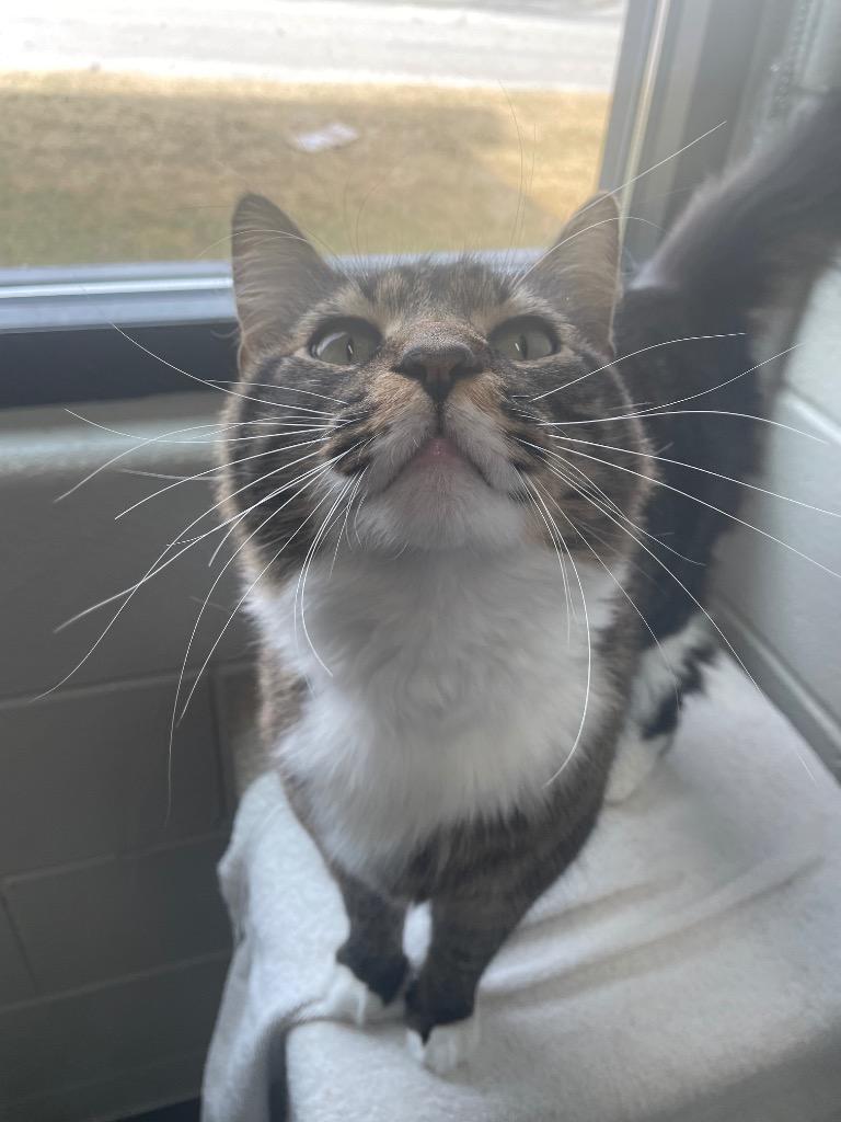 Enlarge Cherokee, a Adoptable mixed breed in East Ridge, TN image 2/2