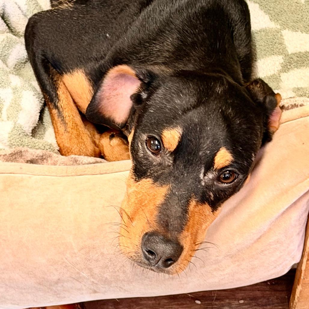 Ravi, Adoptable, Young Male Hound.