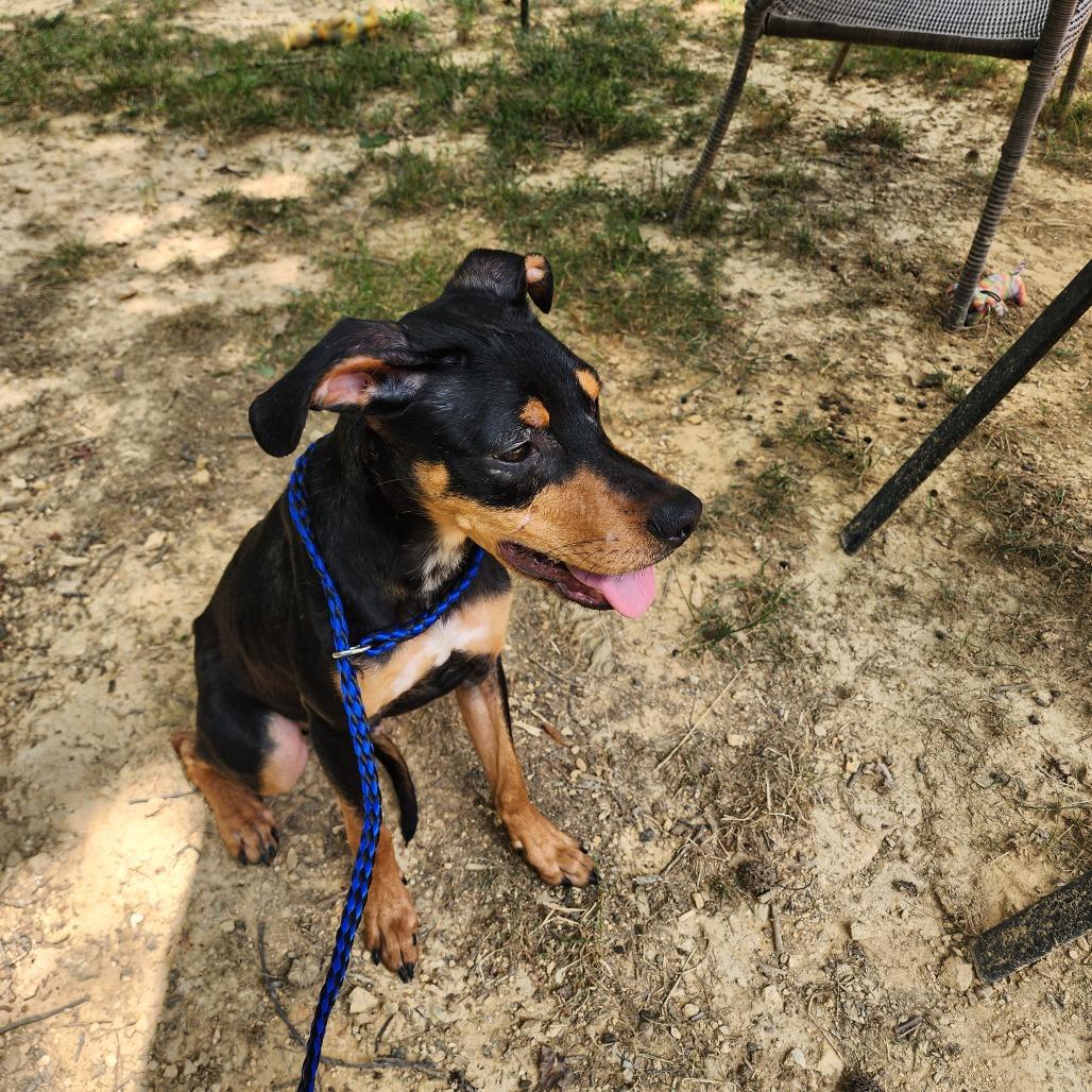 Enlarge Ravi, a Adoptable Hound in Evensville, TN image 2/6