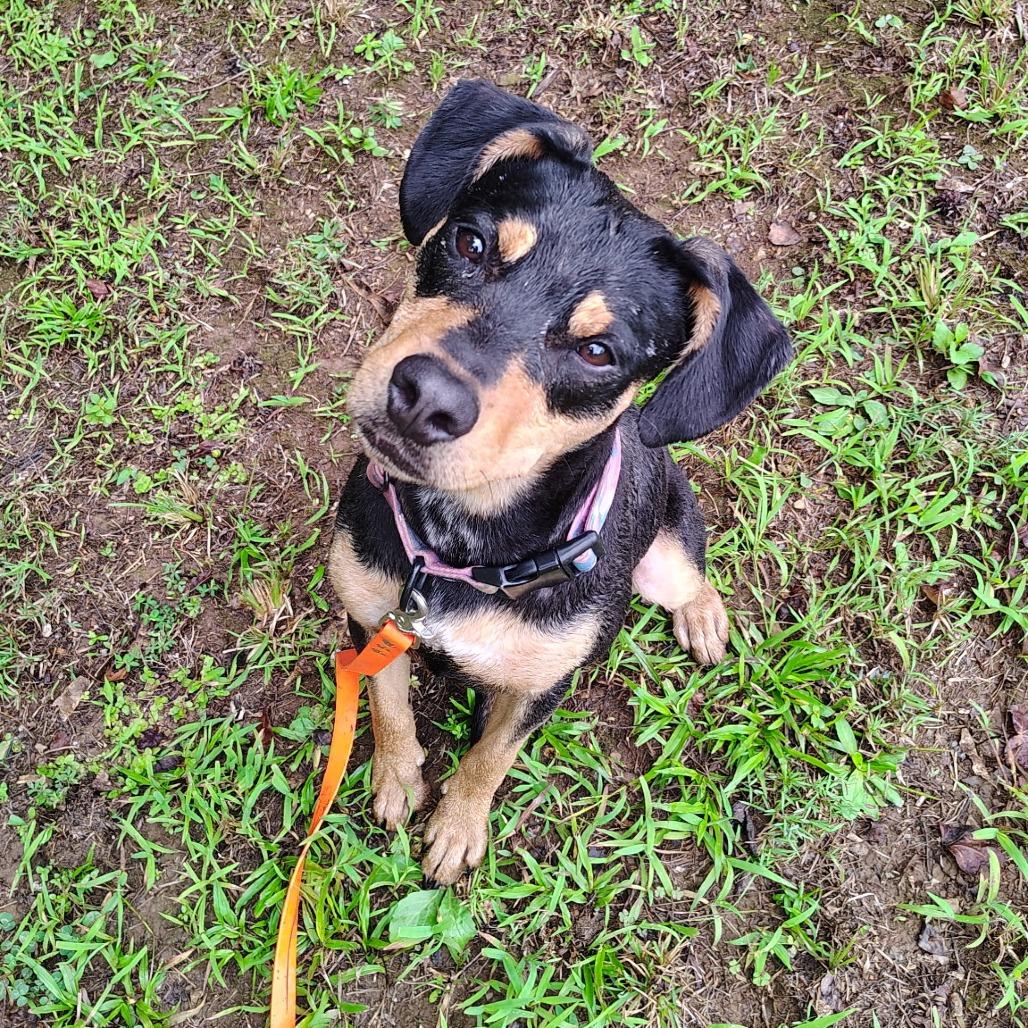 Enlarge Ravi, a Adoptable Hound in Evensville, TN image 3/6