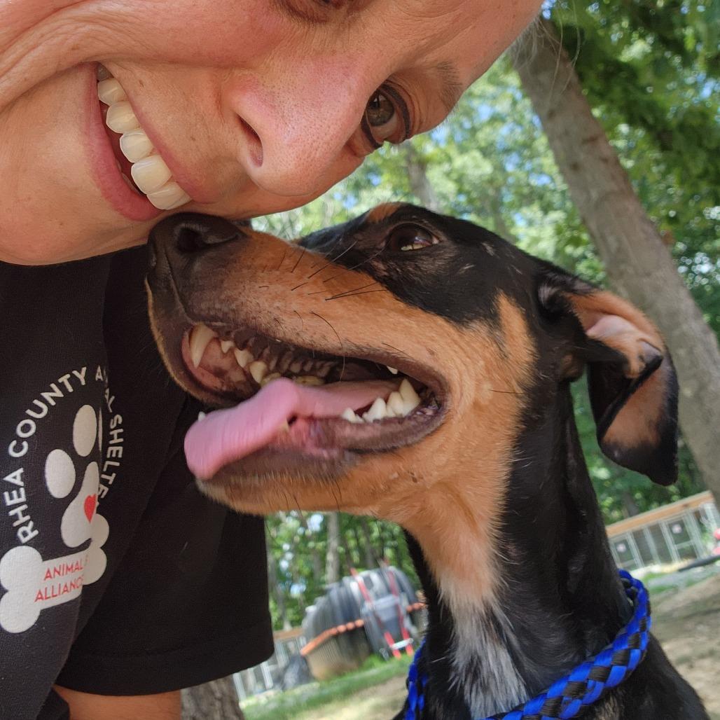 Enlarge Ravi, a Adoptable Hound in Evensville, TN image 4/6
