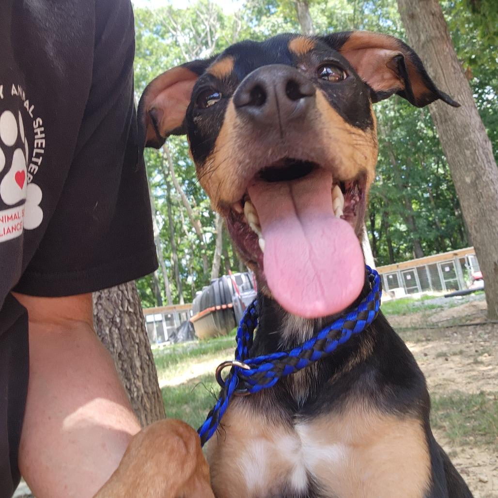 Enlarge Ravi, a Adoptable Hound in Evensville, TN image 5/6
