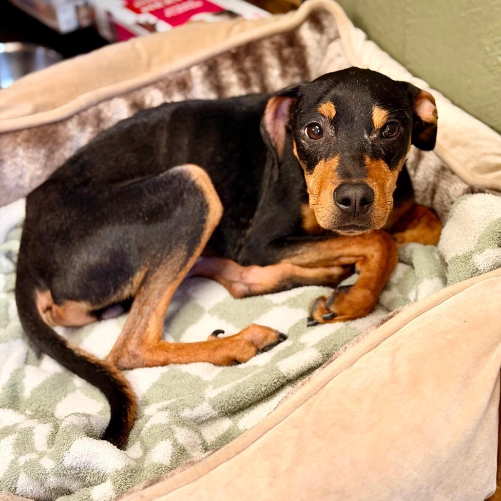 Enlarge Ravi, a Adoptable Hound in Evensville, TN image 6/6