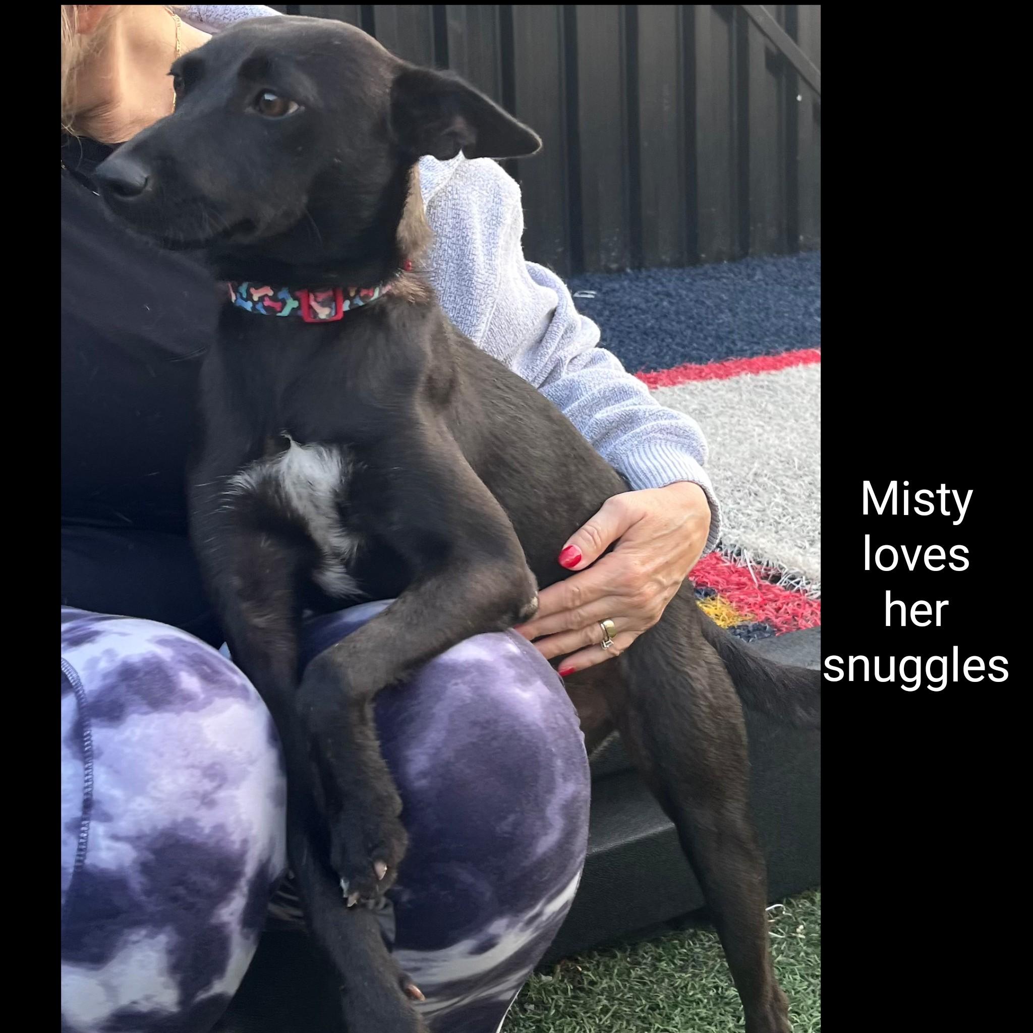 Enlarge Misty, a Adoptable mixed breed in Fredericksburg, VA image 6/6
