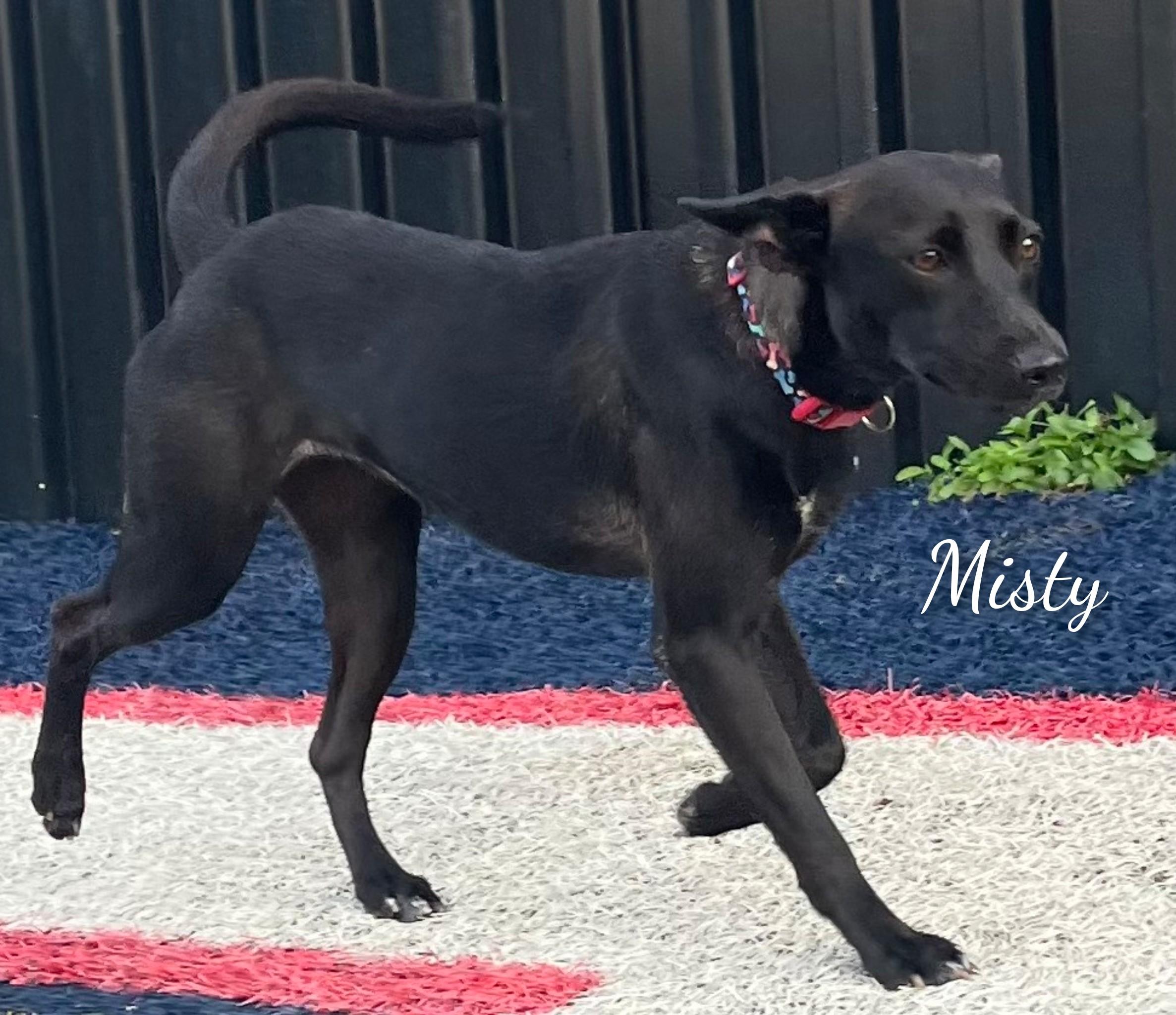 Enlarge Misty, a Adoptable mixed breed in Fredericksburg, VA image 2/6